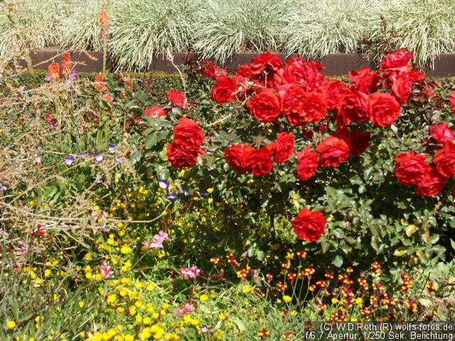 Blumen im Museumsgarten