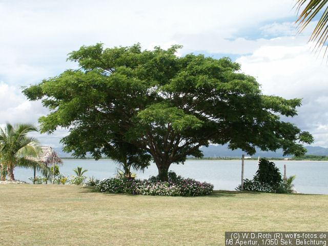 Baum auf der Nachbarinsel