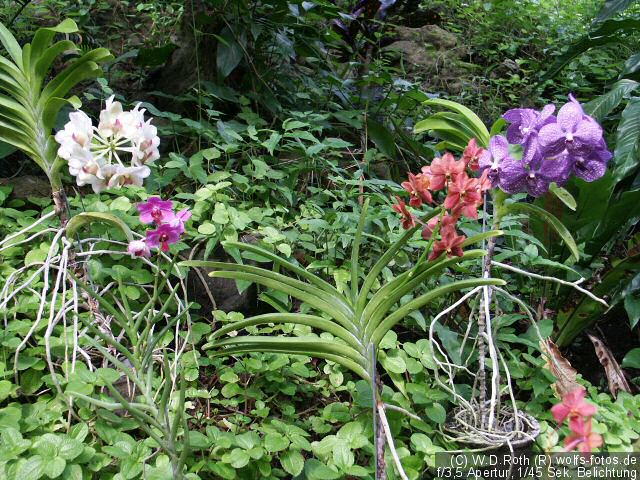 Der Garten ist berühmt für seine Orchideen