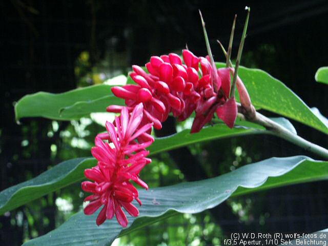 Blüte