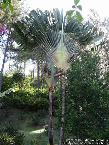 Fächerpalme