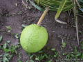 Brotfrucht