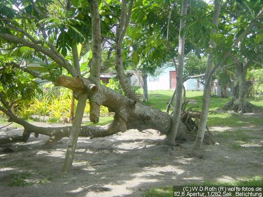 Baum mit Krücke