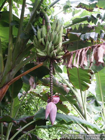 Bananen