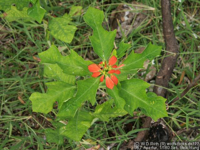 "Aufgemalte" Blumen-...