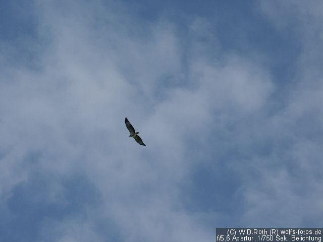 Seeadler