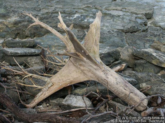 Driftwood on the shore...