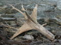 Driftwood on the shore...