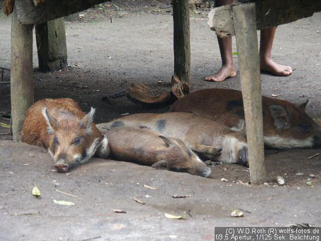Schweine bei der Mittagspause