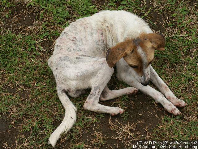 Leider sehr magerer und verflohter Hund