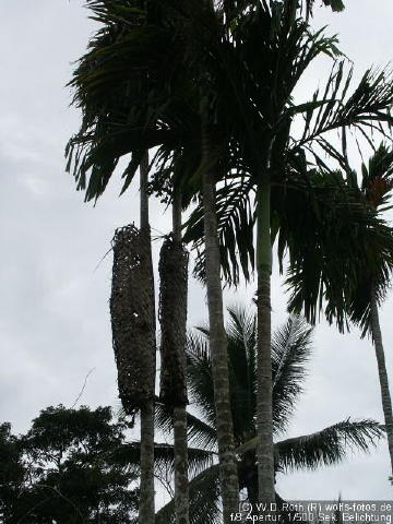 Baum mit Warze