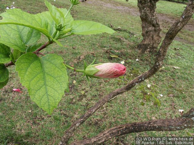Könnten fast Rosen sein...