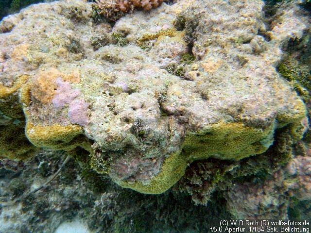 Korallen unter Wasser 2