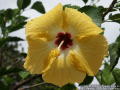 Hibiskusblüte nach dem Regen