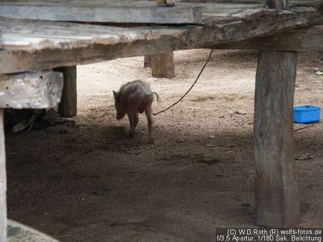 Swine online