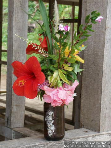 Schnittblumen...