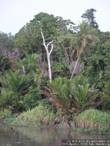 Fahrt auf dem Sepik 12