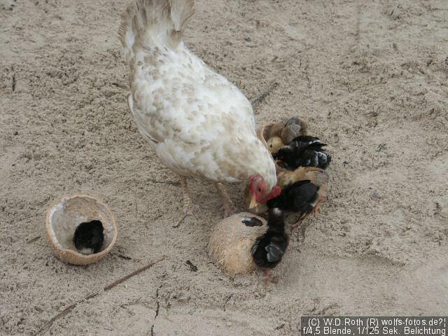 Henne und Küken futtern aus einer Kokosnuss