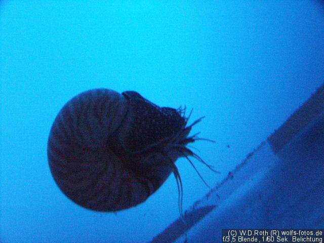 Nautilus
